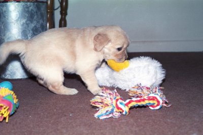 Girl pup