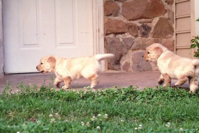 Girl pup and Yellow