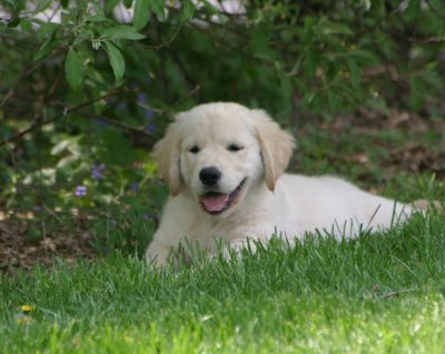Darby 11 weeks