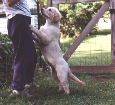 13 weeks