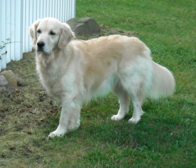 Darby 4 years