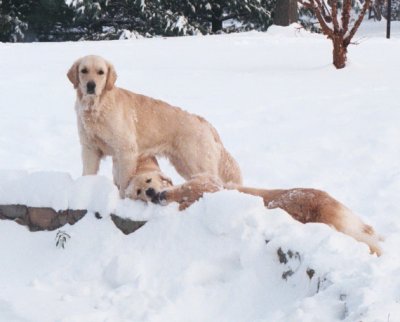 Darby play