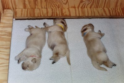 Pups at 10 days