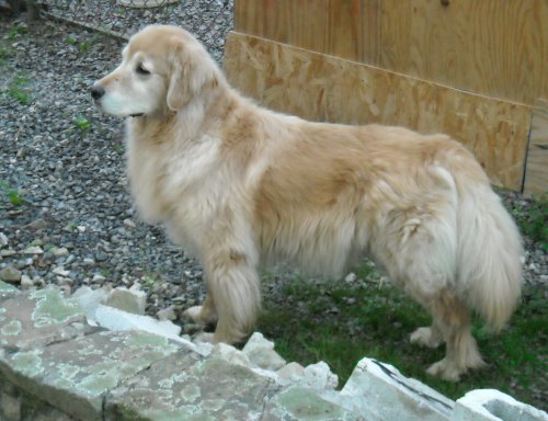 Blazer 9  yrs