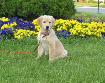 Lily