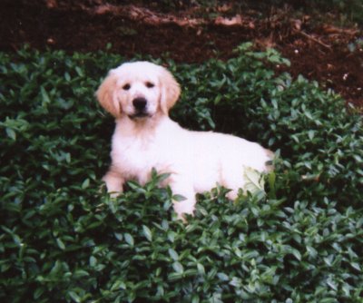 Brogan puppy