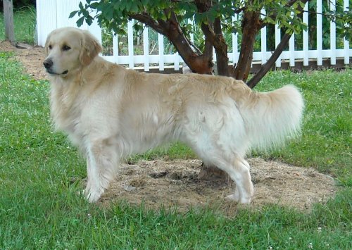 Dalton 3 yrs
