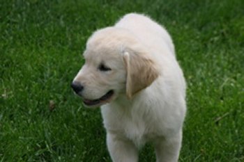 Darby 11 weeks