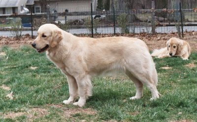 Darby 2 yrs