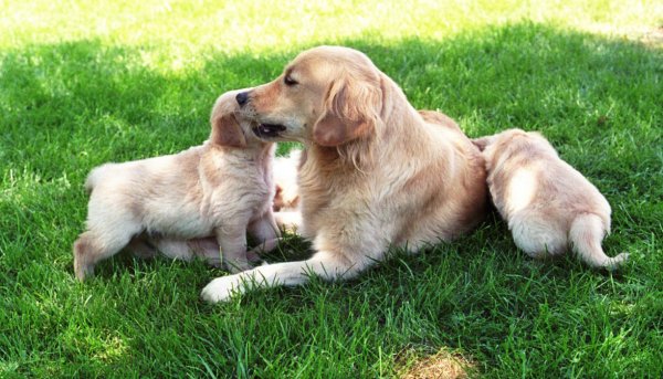 Mandy and pups