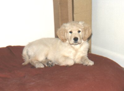 Terra 10 weeks