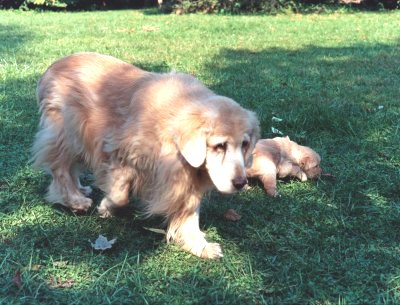 Terra & puppy