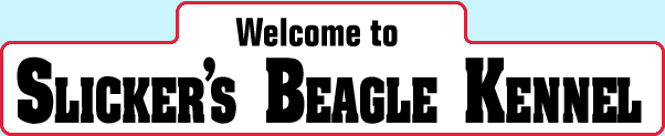 Welcome to Slicker's Beagle Kennel