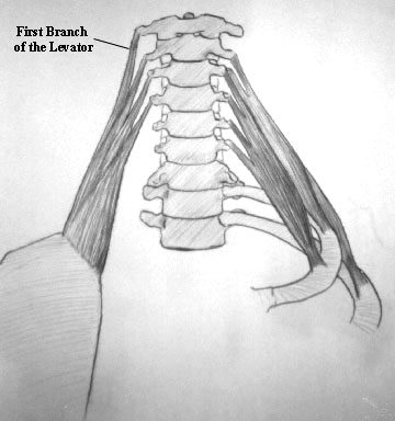 First branch of the levator