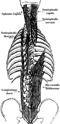 Full spine muscles