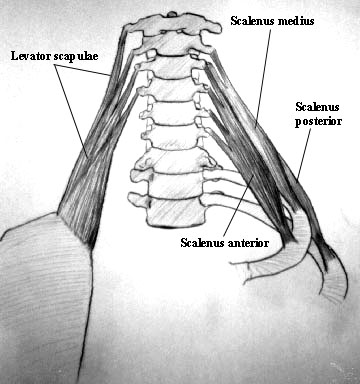 Levatores and scalenae
