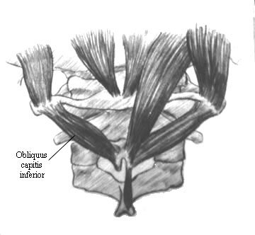 Obliquus capitis inferior