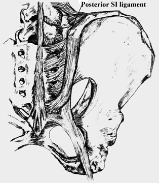 Posterior sacro-iliac ligament