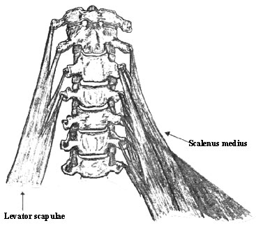 First branch scalenus medius
