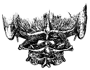 Obliquus capitis superior