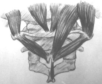 Rectus capitis posterior minor